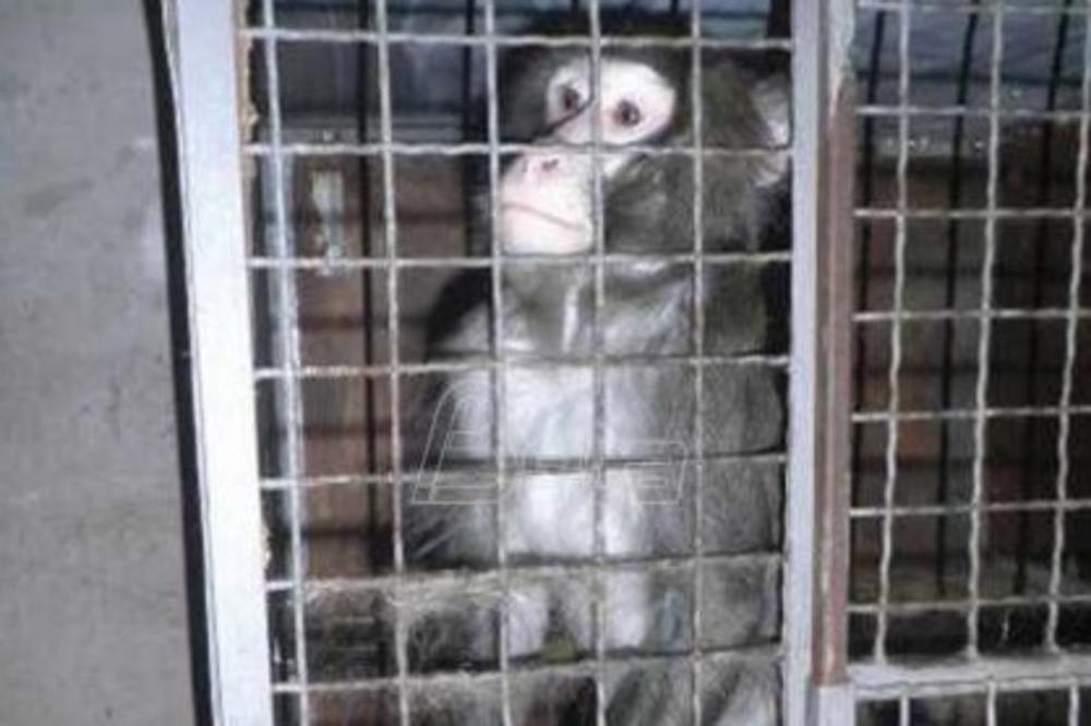 INSPEKTORI U AKCIJI: Oduzet majmun u Beogradu, traga se za još dva! (FOTO)