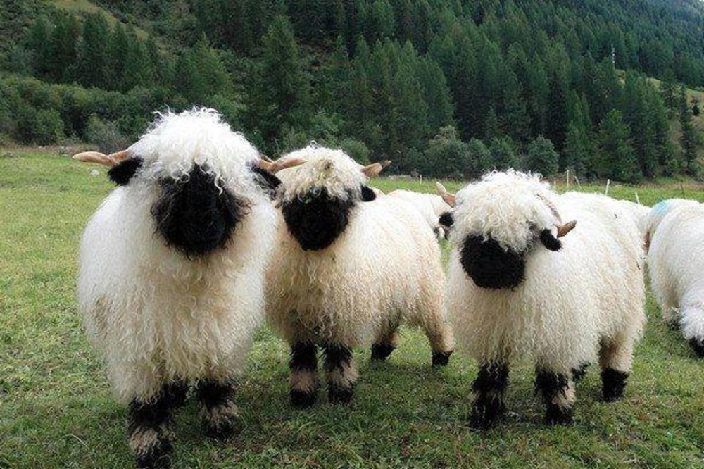 Oko ovih ovčica svet se podelio! Šta vi kažete - jesu li strašne ili smešne? (FOTO) (VIDEO)