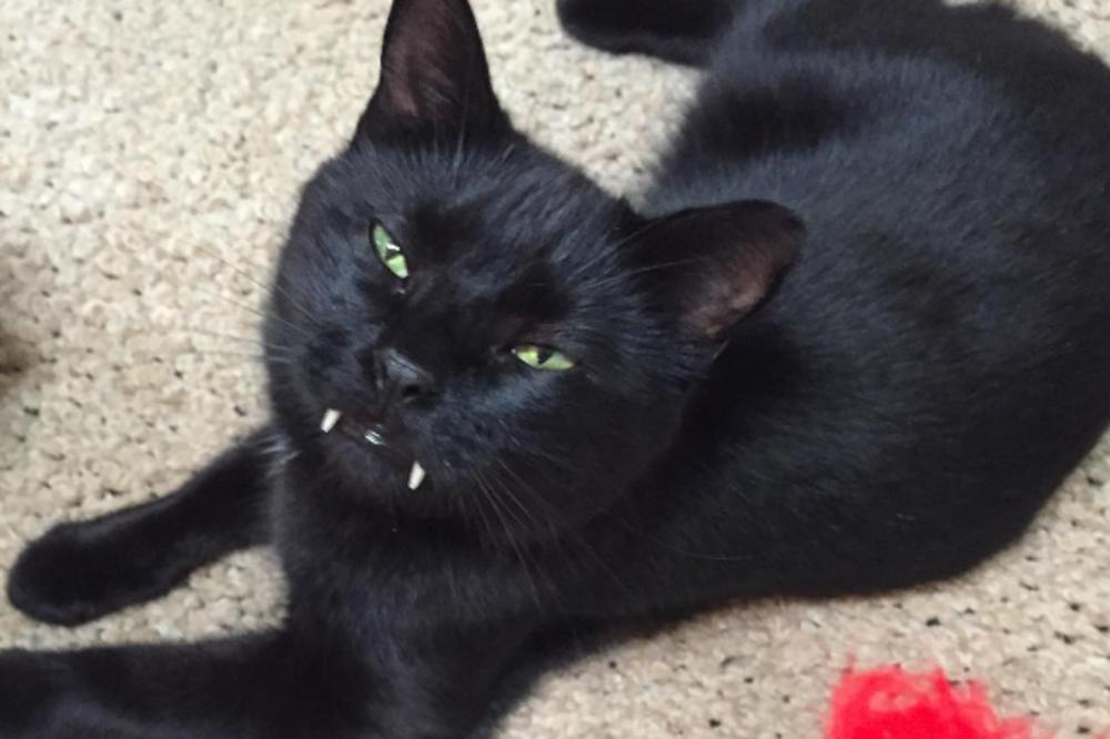 Mislili ste da vampiri ne postoje? Prevarili ste se! Upoznajte mačka sa vampirskim zubima (FOTO)