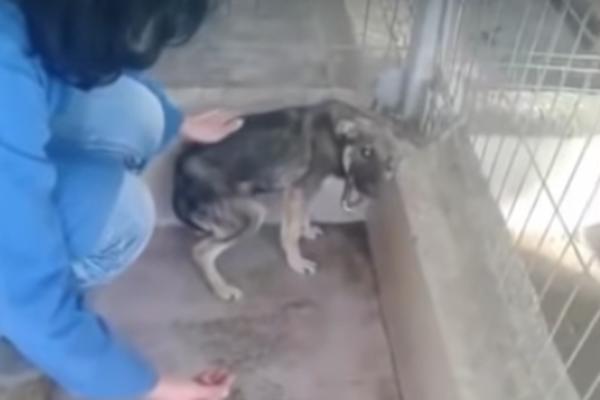 MUKICA JEDNA: Dirljiva reakcija psa kog su pomazili PRVI PUT U ŽIVOTU (VIDEO)