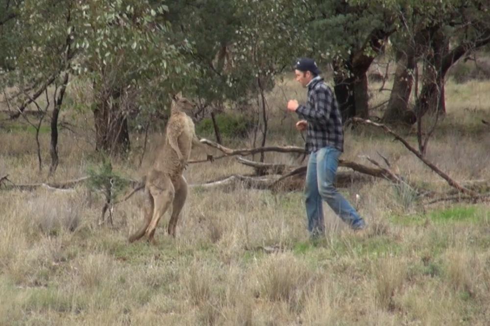 Lik ušao u pesničenje sa kengurom da bi spasao psa! Šta mislite ko je dobio po njonji? (VIDEO)