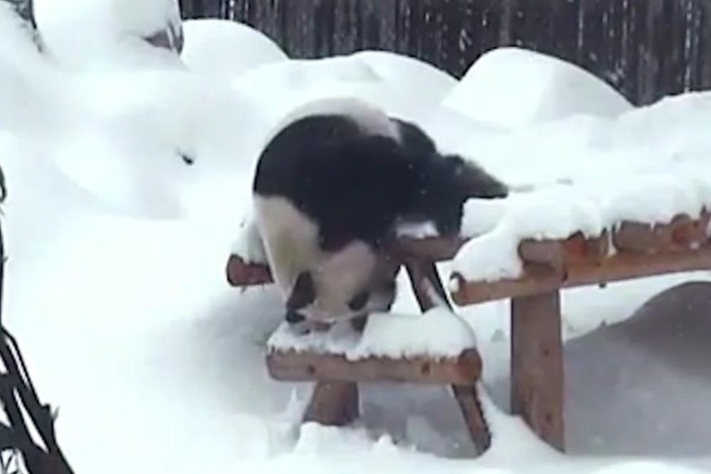 JEDVA DOČEKAO ZIMU! Kako panda slavi prvi sneg? Rolanjem! (VIDEO)