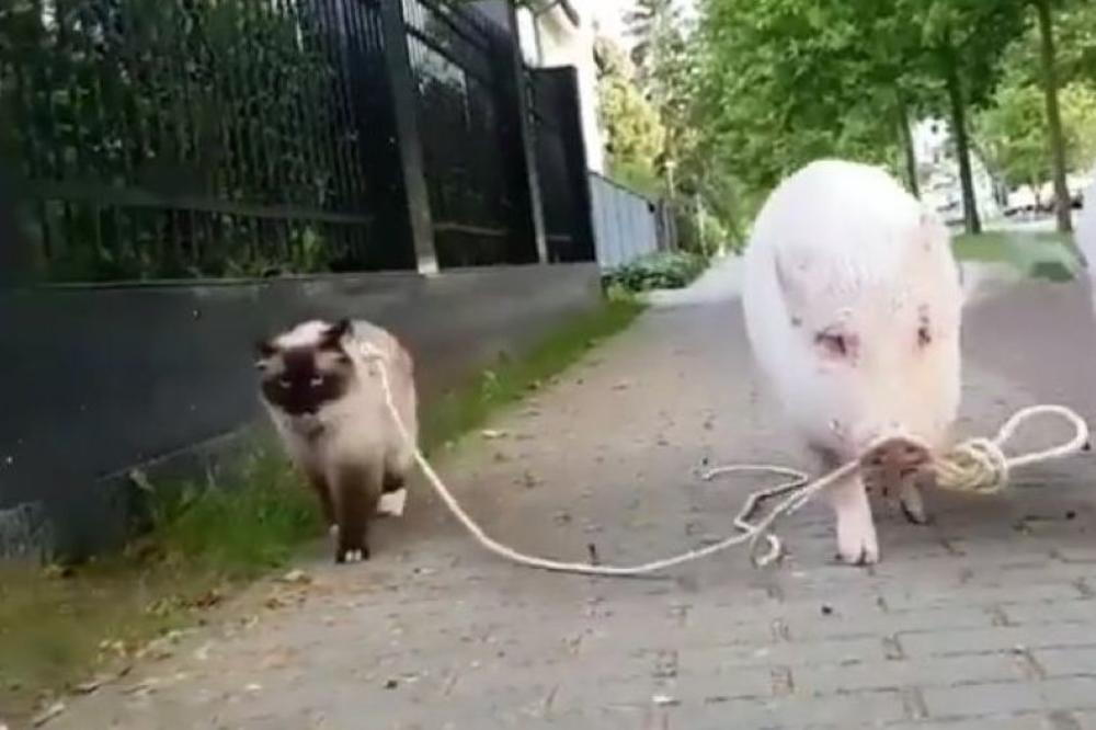 Prase vodi mačku u šetnju...kao da već nije dovoljno ludo, pogledajte šta se dalje dešava! (VIDEO)