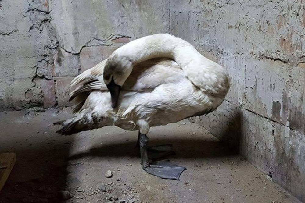 GEST VREDAN DIVLJENJA: Beograđanin spasao labuda koji se smrzavao! (FOTO)