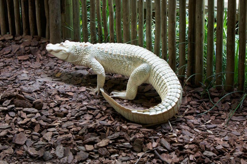 Čudo prirode: Albino aligator postoji i izgleda kao da je od gline! (FOTO) (VIDEO)