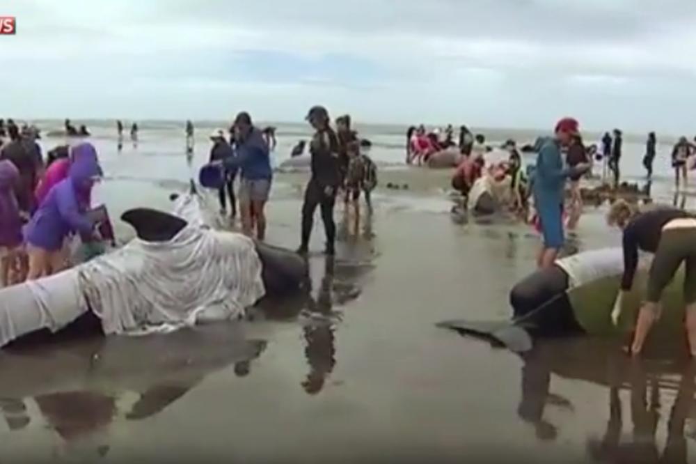 Ljudski lanac za spasavanje kitova! Deca im pevaju da ih opuste! (VIDEO)