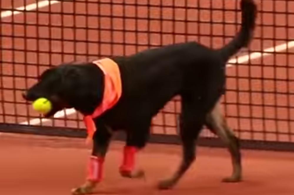 NEVERICA! Psi lutalice skupljaju lopte na teniskom turniru u Brazilu! (VIDEO)