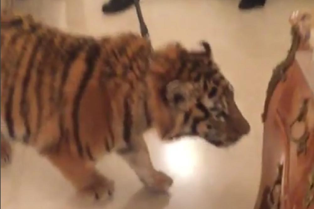 OVO NI TAJSON NIJE RADIO! Mejveder jedva sprečio tigra da mu pojede goste! (VIDEO)