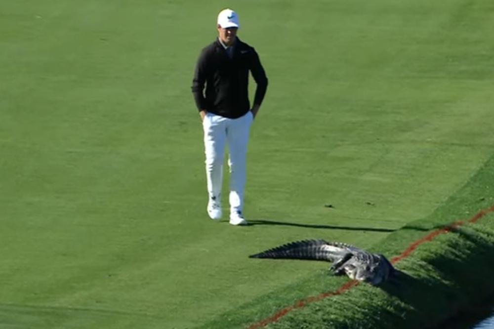 Aligator se pojavio na terenu i svi su pretrnuli od straha! Osim profesionalnog golfera koji je opušteno krenuo na njega! (VIDEO)