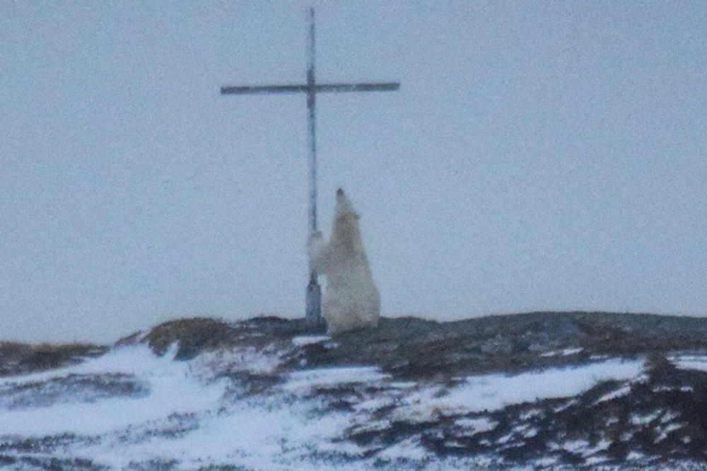 SLIKA KOJA JE ZAPREPASTILA SVET: Polarni medved ispred krsta na Arktiku (FOTO)