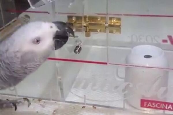 Papagaj genijalac! Kao od šale rešio zagonetku da bi došao do hrane! (VIDEO)