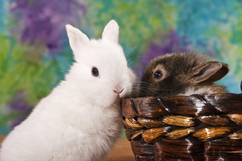 A tako su slatki: Da li znate zašto je Uskrs najgore vreme za zečeve? (VIDEO) (GIF)