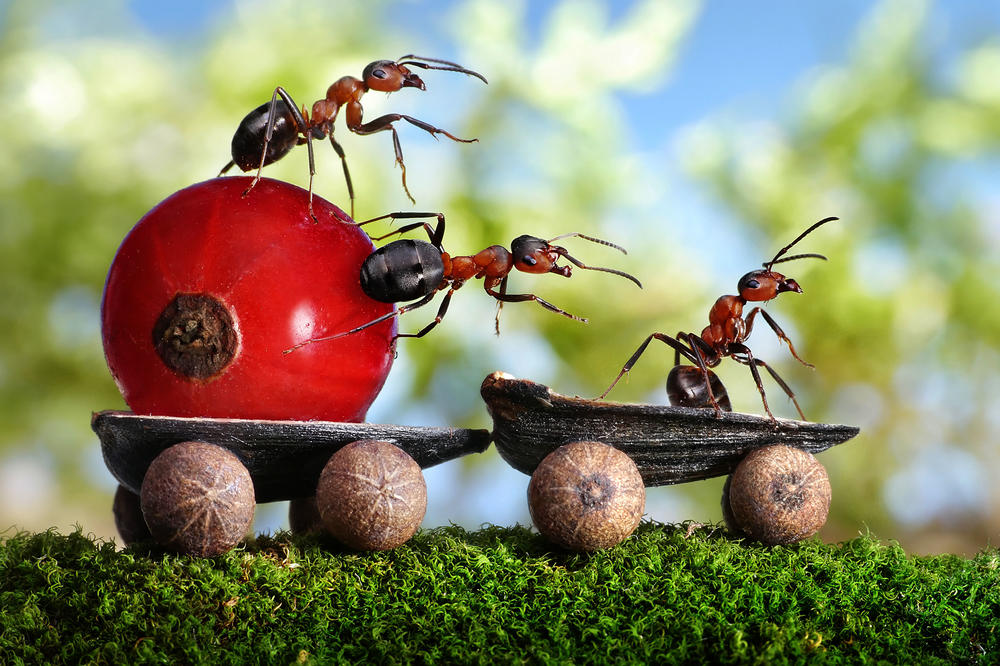 Invazija mrava u kući? 9 recepata pomoću kojih ćete ih se odmah rešiti! (FOTO) (GIF)