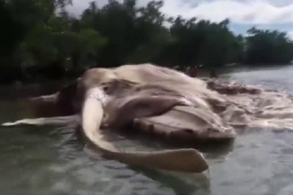 Džinovska misteriozna morska neman pronađena na obalama Indonezije! (VIDEO)