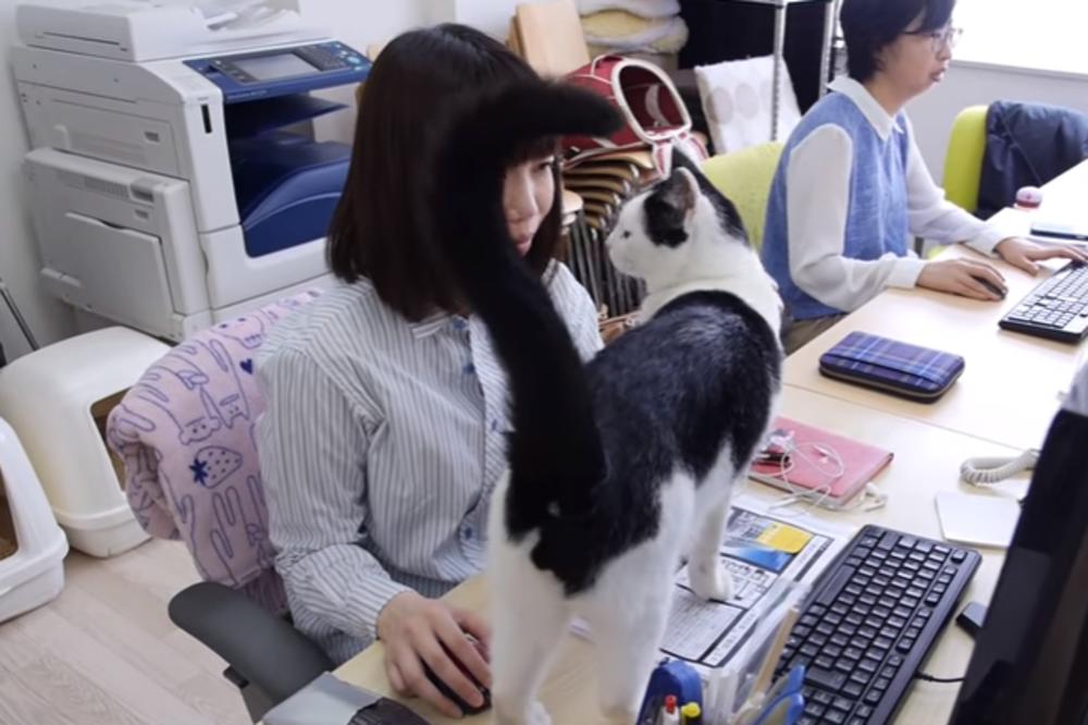 OVDE STRESU NEMA MESTA! U ovoj japanskoj firmi terapeuti su mačke, psi i koze! (FOTO) (VIDEO)