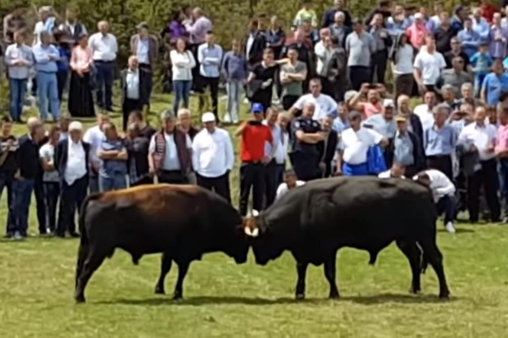 BORONJA RAZVALIO ZELJONJU! Zemlja se potresla kad su ovi srpski bikovi udarili jedan na drugog! (VIDEO)