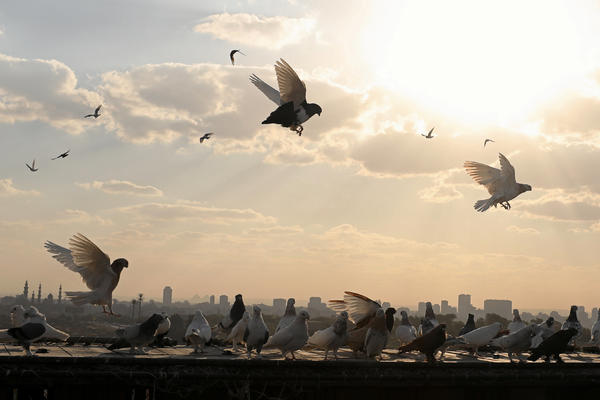 LEGENDARNO HAPŠENJE: Uhvaćen golub sa 200 tableta ekstazija! (FOTO)