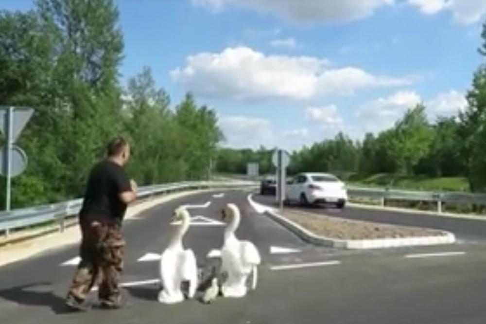 OVAJ ČOVEK JE HEROJ! Spasio je zalutalu porodicu labudova bez trenutka razmišljanja (VIDEO)