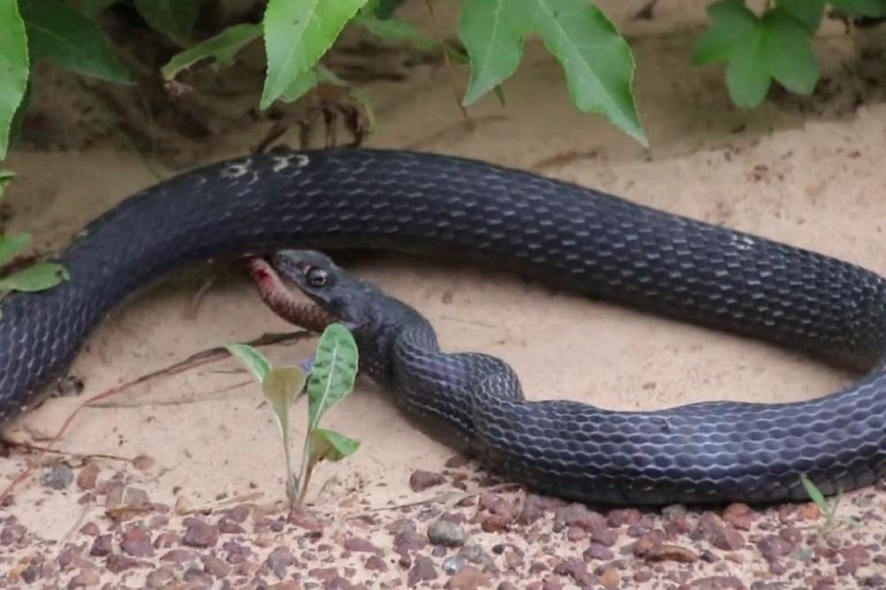 Najalavija zmija na svetu: Nisu mogli da veruju šta je maleni gmaz progutao (VIDEO)