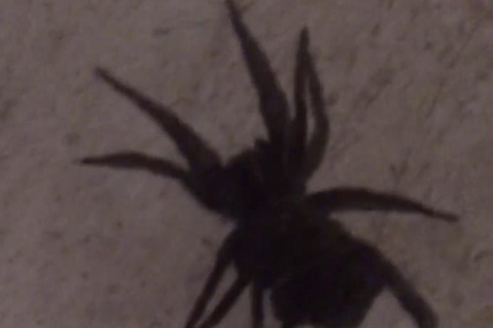 Sredio jednog ogromnog pauka, a stiglo ih na stotine (VIDEO)