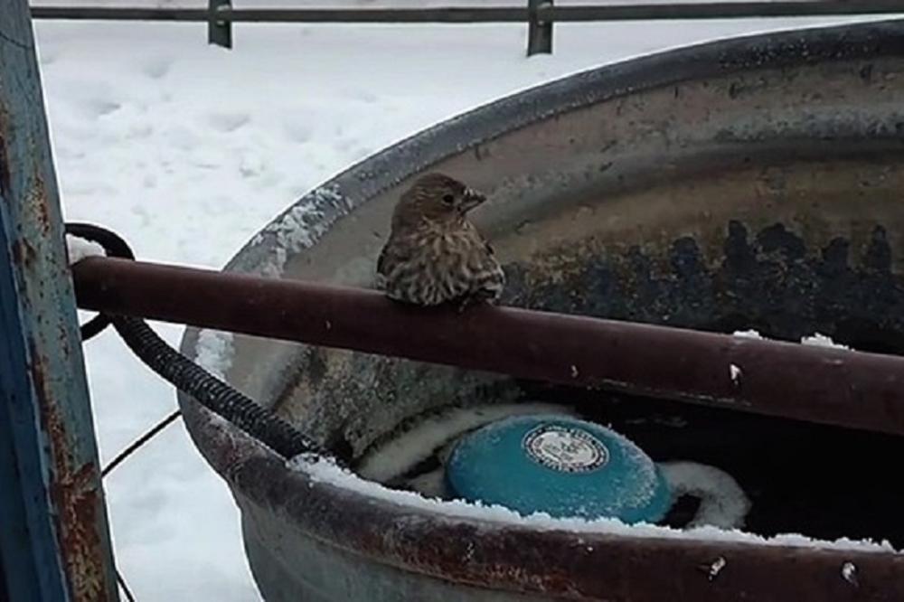 NIJE MOGLA DA SE ODLEPI: Ptičica se od hladnoće zaledila za šipku, a onda se pojavila ova LJUDINA! (VIDEO)