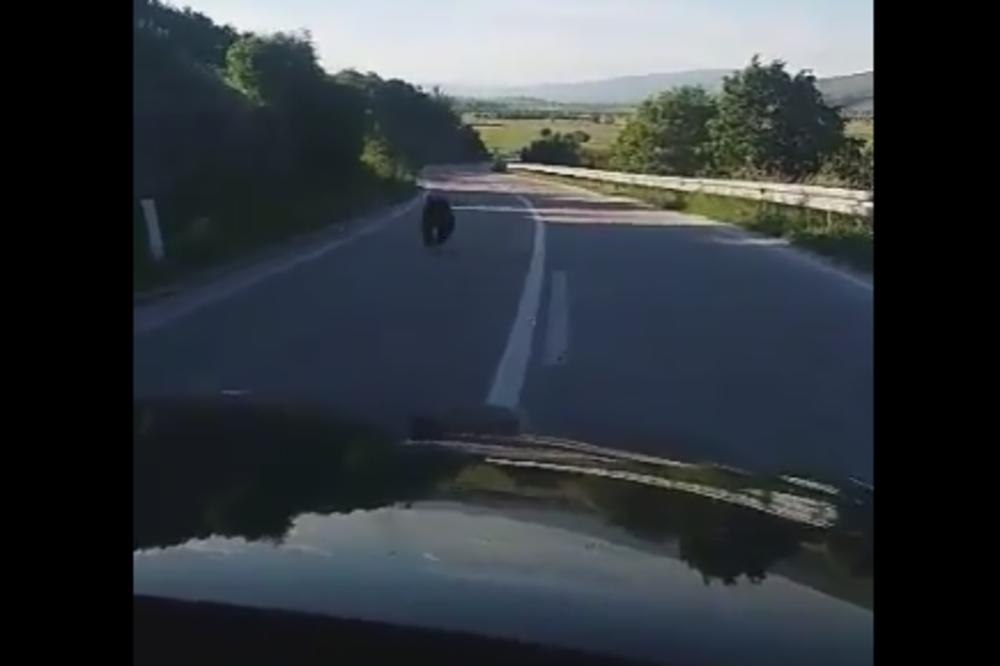 ZVALI SU GA BRZI: Bosanski medved je najbrži na putu! (VIDEO)