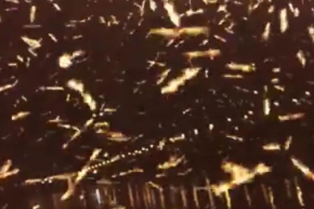 KAO IZ HOROR FILMA: Najezda insekata, zabeležana jeziva scena ispod Pančevačkog mosta!(VIDEO)