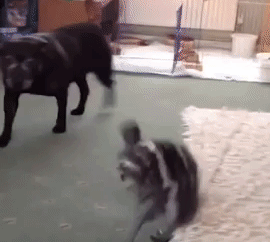 100% sreće & radosti! Kad vidi drugara psa, mladunče emua skroz odlepi! (VIDEO)