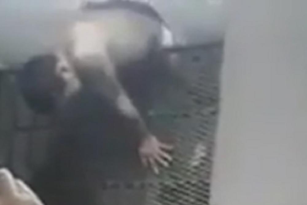 STRAŽARI UMRLI OD SMEHA: Zatvorenik u gaćama pokušavao da umakne straži, a tek je onda usledio blam! (VIDEO)