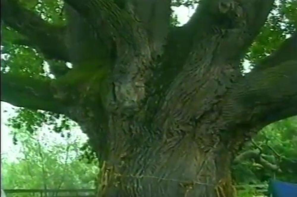 KLETVA BELOG HRASTA! Pala grana ovog smrtonosnog drveta, na njega niko ne sme da zamahne sekirom - jer će umreti!