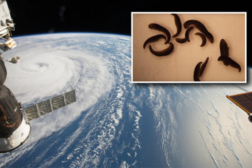 SVEMIRSKI MUTANTI: NASA poslala crve u orbitu, svi su se šokirali šta im se tamo desilo!