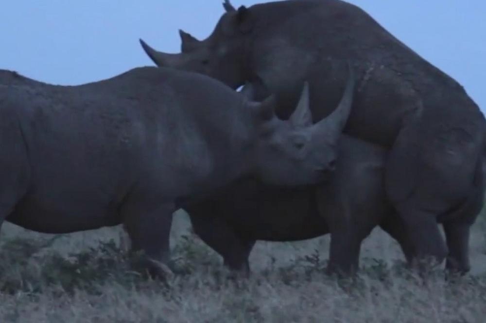 SKIDAJ SE SA MOJE ŽENSKE! Ljubomorni nosorog se jednim potezom rešio rivala! (VIDEO)