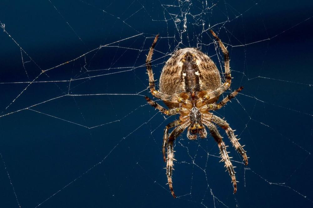 Plašiš se pauka?! 7 trikova da da držiš što dalje od sebe i svoje spavaće sobe! (FOTO) (GIF)