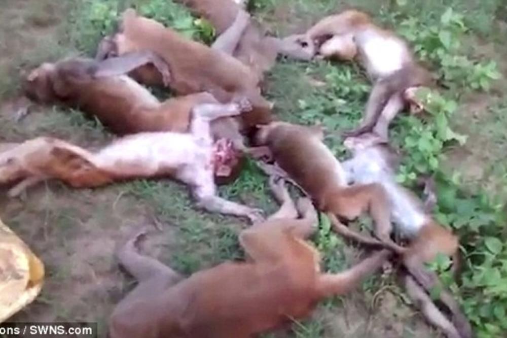 OVO JE NAJTUŽNIJI SNIMAK IKADA! 12 majmuna umrlo od INFARKTA kada su videli TIGRA - nije šala (UZNEMIRUJUĆI VIDEO)