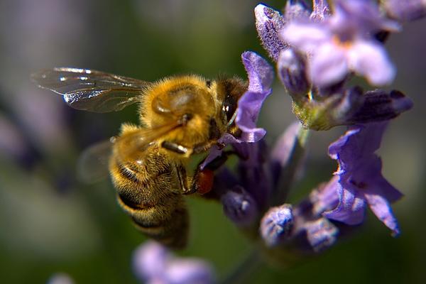 Najbrži način da sprečite otok i bol kod uboda pčele ili ose je... (FOTO) (GIF)