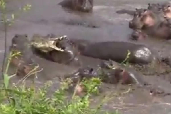 Krokodil napao mladunče nilskog konja, USLEDILA JE STRAŠNA OSVETA! (VIDEO)