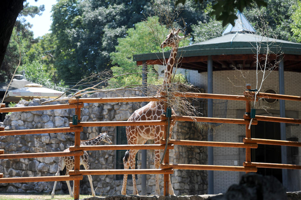 SADA SE SELI NA NOVU LOKACIJU:Evo kako je izgledao deo Kalemegdana pre nego što je u njemu napravljen Zoo vrt! FOTO