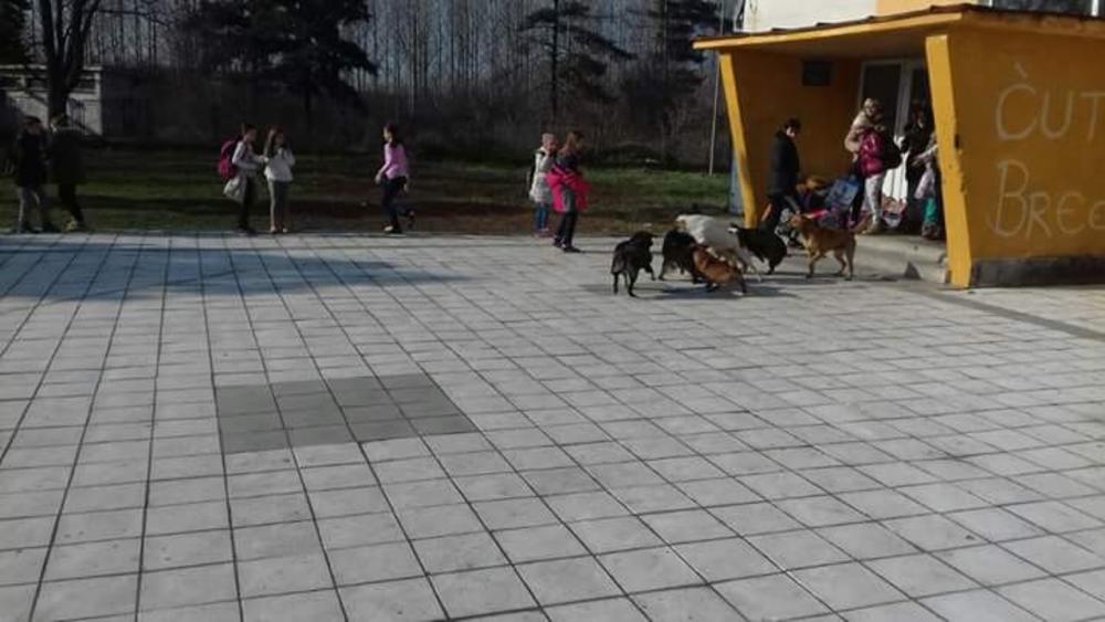 Psi lutalice u školskom dvorištu se tuku