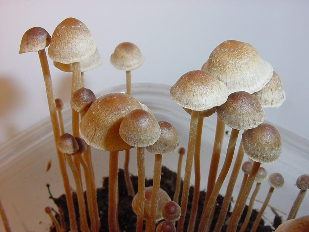  U svetu je tendencija na proizvodnji gljiva, a ne na branju samoniklih  