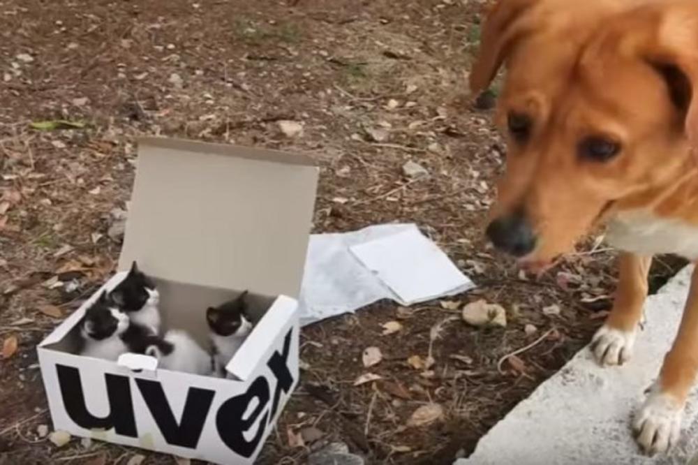 PRESLATKO! Ovaj pas je pronašao kutiju sa napuštenim mačićima, ono što je usledilo, OTOPIĆE I NAJHLADNIJA SRCA!(VIDEO)
