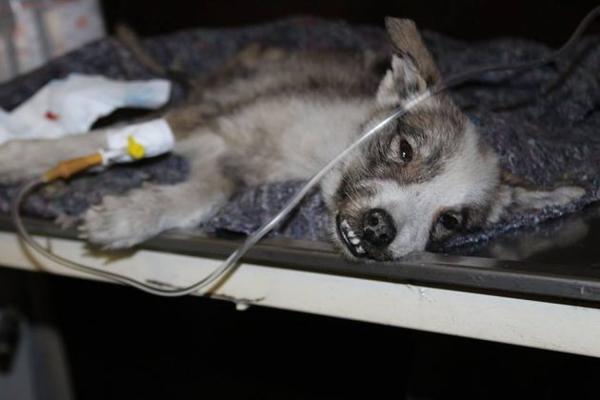 Hteli su da ga uspavaju jer je mnogo ružan: Priča o psiću Kobiju iz Zaječara istopiće i najhladnija srca! (FOTO)