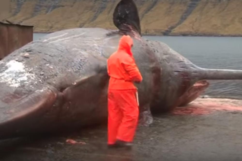 OVO NE GLEDAJTE AKO IMATE SLAB STOMAK! Mrtav kit se nasukao na obalu, a onda MU JE UTROBA EKSPLODIRALA! (VIDEO)