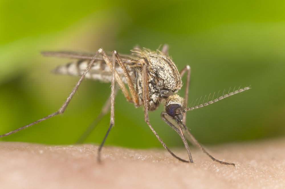 Ceo Beograd zaprašen zbog komaraca, a ove godine postoji i jedna bitna razlika!