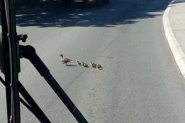 KAKAV GEST! Vozač na liniji 50 ZAUSTAVIO autobus da bi patka sa pačićima prešla ulicu! (FOTO)