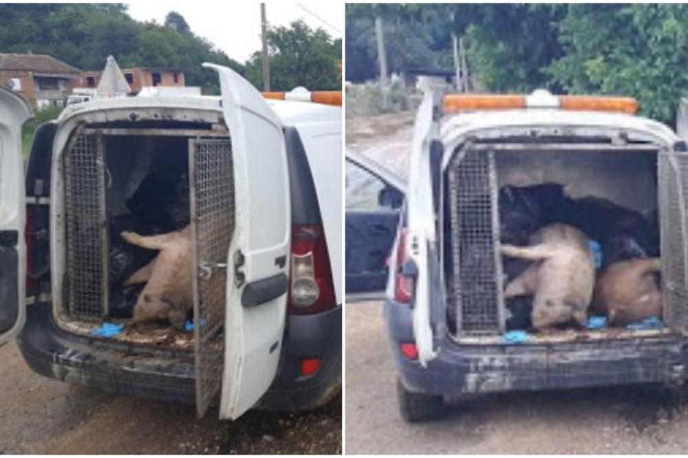SLIKE UŽASA U GROCKOJ: Skupljaju mrtve životinje posle KATASTROFALNE POPLAVE! (FOTO)