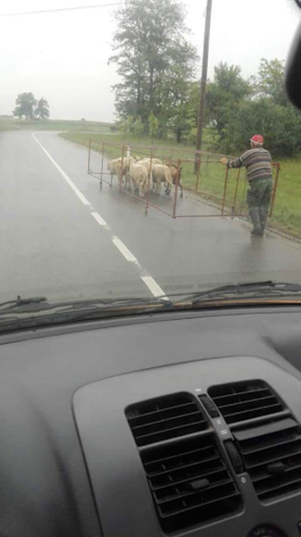 Ovce na putu  