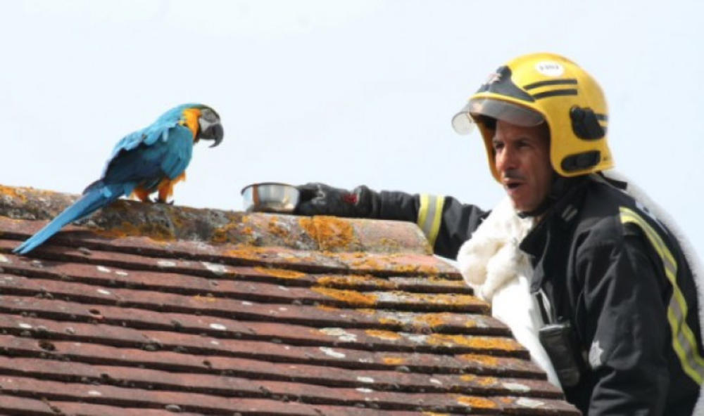 Vatrogasac skida papagaja sa krova  