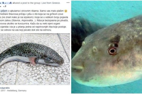 Jedna od NAJOTROVNIJIH riba na svetu uočena u ASPROVALTI i na STAVROSU! Srbi prestravljeni! (FOTO)