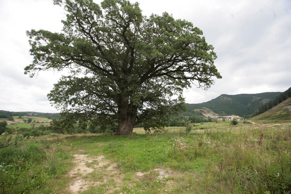 DA LI GA JE STIGLA KLETVA ZBOG SEČE ZAVETNOG HRASTA NA KORIDORU? Ovo je priča drvoseče najčuvenijeg drveta u Srbiji