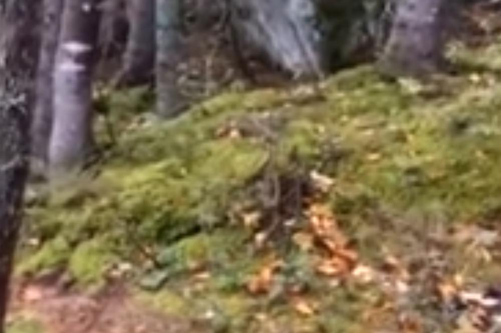 OVO JE NEŠTO NAJČUDNIJE ŠTO SAM IKAD VIDEO! U šumi je snimio kako se nešto JEZIVO dešava za zemljom! (VIDEO)